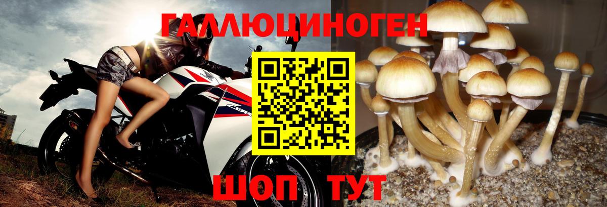 Псилоцибиновые грибы MAGIC MUSHROOMS  Псилоцибиновые грибы GOLDEN TEACHER  Вход с VPN  Дербент 